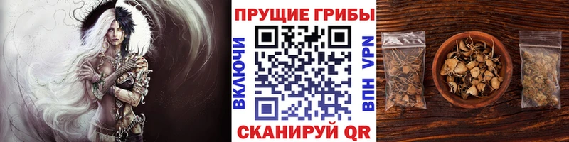 блэк спрут зеркало  Пыталово  Псилоцибиновые грибы мицелий 